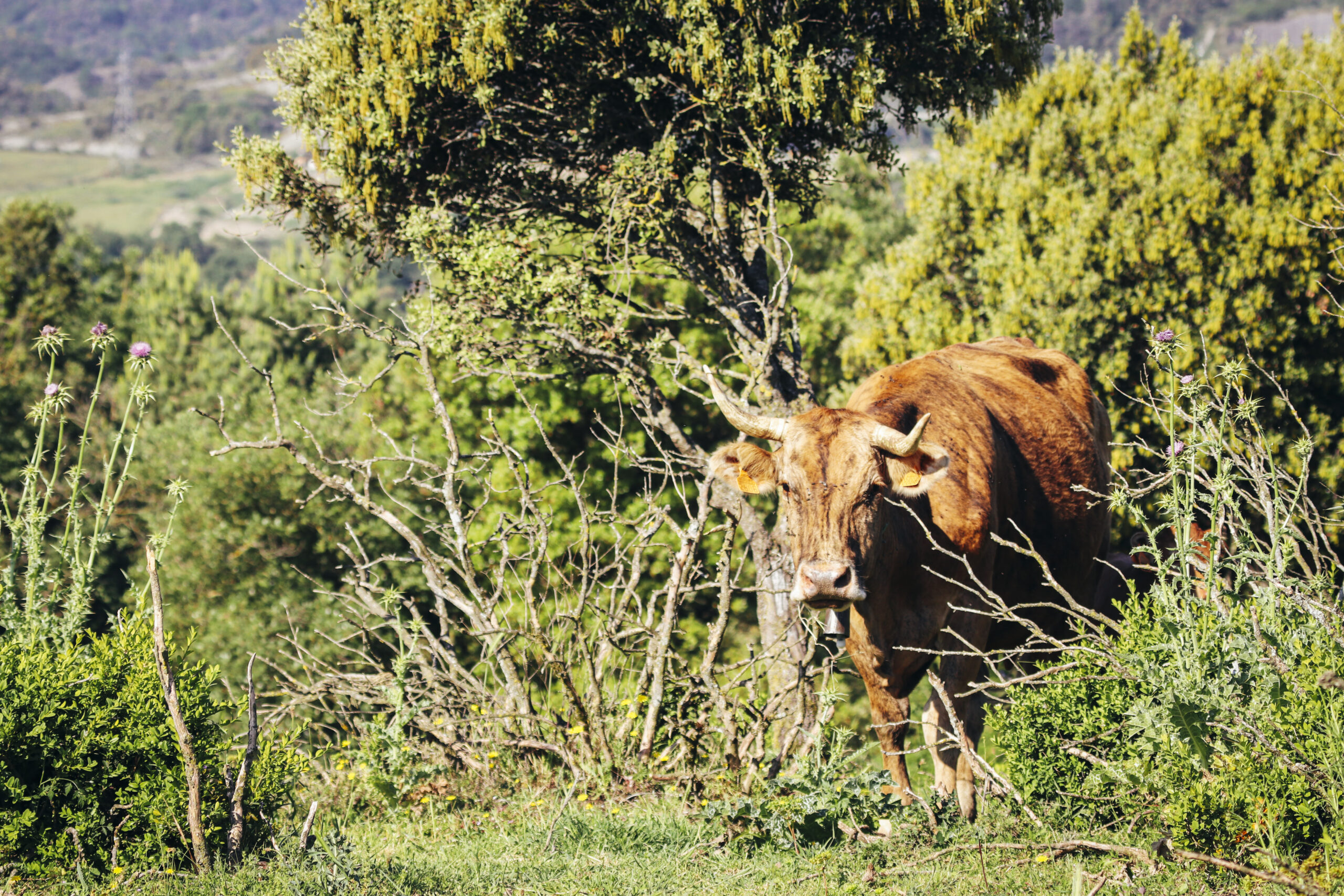 Nexes - Solucions agroramaderes - Gestió d’activitats agrícoles i ramaderes - Osona, Catalunya