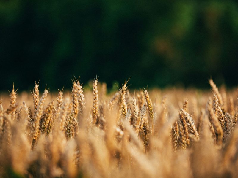 Nexes - Solucions agroramaderes - Gestió d’activitats agrícoles i ramaderes - Osona, Catalunya