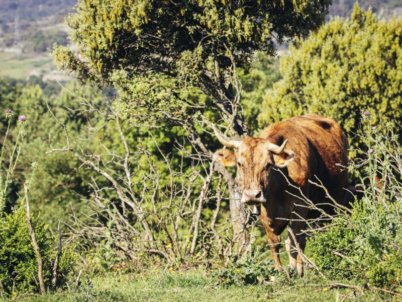 Nexes - Solucions agroramaderes - Gestió d’activitats agrícoles i ramaderes - Osona, Catalunya